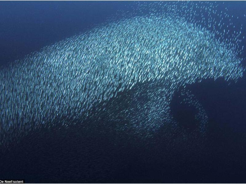 Dove sono finite tutte le sardine