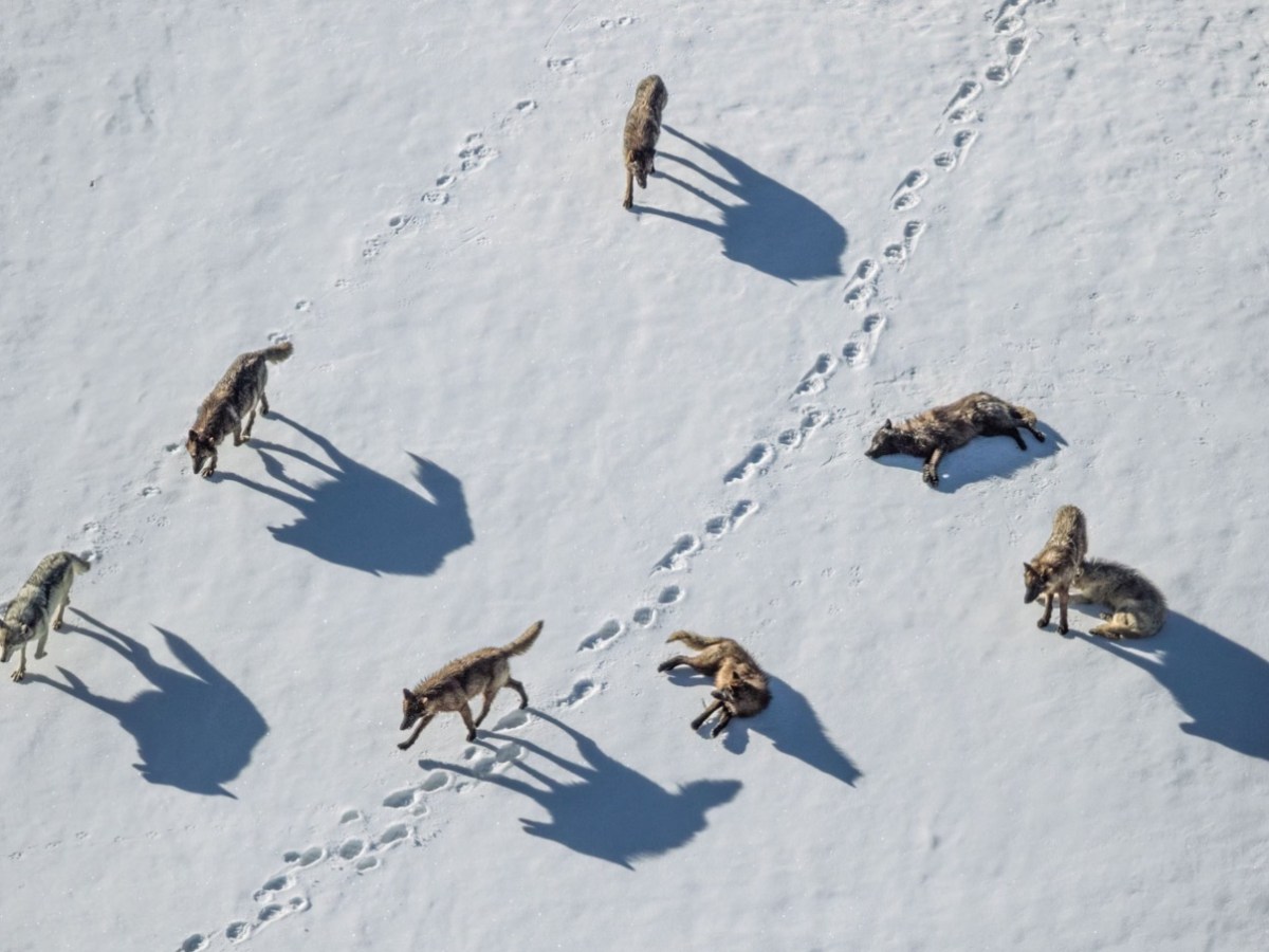 Il re, il conte, la bestia e il gran PORTATORE DI ARCHIBUGIO