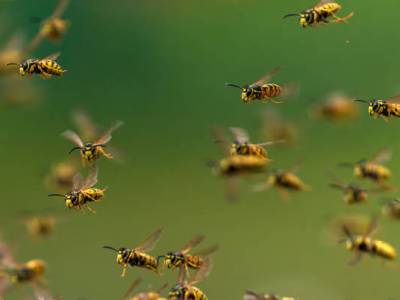 L’occhio si spense e non vide mai più