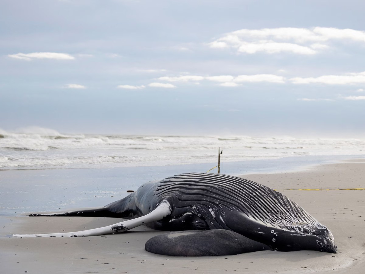 La balena malinconica