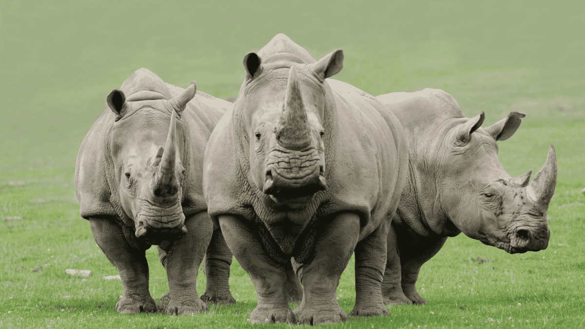 Signore, siete voi il rinoceronte?